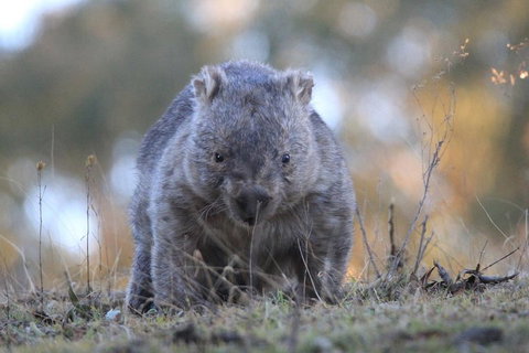 Ultimate Blue Mountains And Wildlife Tour - Accommodation Perth 3