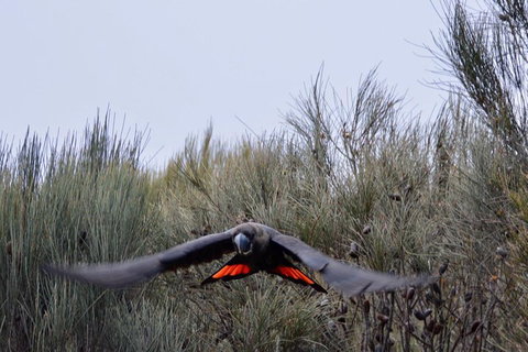 Ultimate Blue Mountains And Wildlife Tour - Accommodation Perth 5
