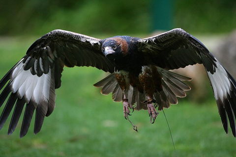 Yarra Valley Wildlife & Wine Day Tour From Melbourne With Healesville Sanctuary - Accommodation Perth 1