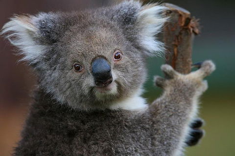 Yarra Valley Wildlife & Wine Day Tour From Melbourne With Healesville Sanctuary - Accommodation Perth 2