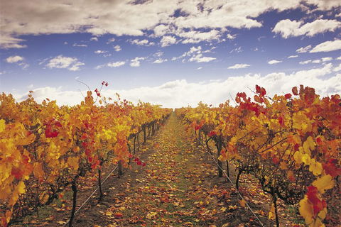 Yarra Valley Wildlife & Wine Day Tour From Melbourne With Healesville Sanctuary - Accommodation Perth 5