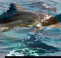 1.5HR Mudjimba Island Wildlife Safari - Accommodation Perth