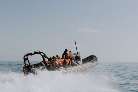 Adventure Whale Watching Tour Mooloolaba - Accommodation Perth 0