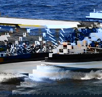 Mooloolaba Whale Watching Tour - Accommodation Perth
