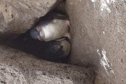 Food Tour Melbourne - St Kilda - Accommodation Perth 3