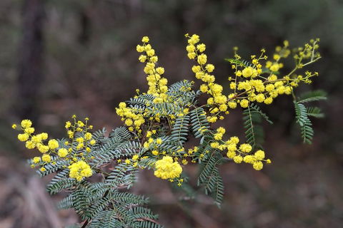 Blue Mountains Private Tour - Wild Kangaroos, Waterfalls And The Three Sisters - Perth Resorts 4