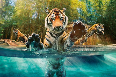Croc Express To Australia Zoo From Gold Coast - Accommodation Perth 3