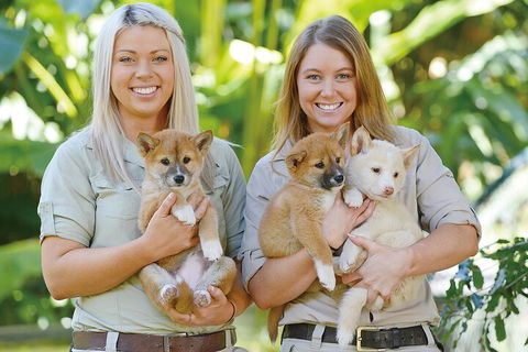 Croc Express To Australia Zoo From Gold Coast - Accommodation Perth 4