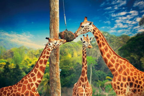 Croc Express To Australia Zoo From Gold Coast - Accommodation Perth 5