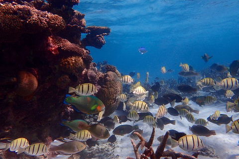 Lagoon Explorer - Ningaloo Reef Full-Day Kayaking And Snorkeling Adventure - Accommodation Perth 2