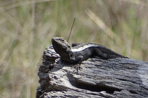 Inside The Greater Blue Mountains World Heritage - A Private Wildlife Safari Overnight - Accommodation Perth 2