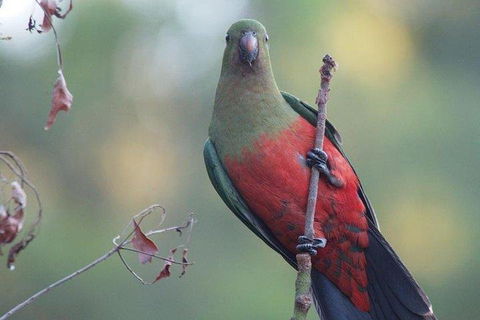 Inside The Greater Blue Mountains World Heritage - A Wildlife Safari Overnight - Accommodation Perth 0