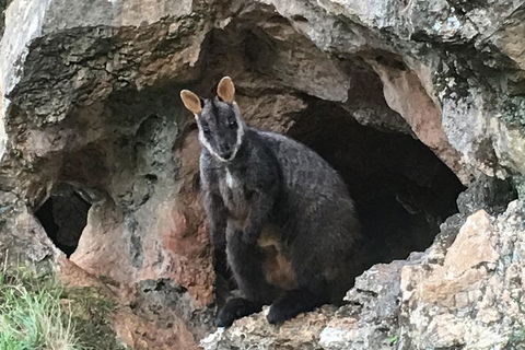 Inside The Greater Blue Mountains World Heritage - A Wildlife Safari Overnight - Accommodation Perth 1