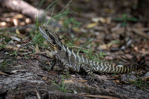 Cape Byron Aboriginal Tour - Perth Resorts 3