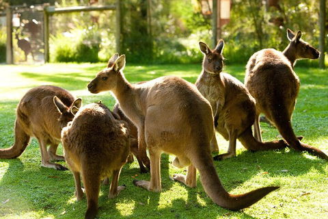 Yarra Valley Wine And Wildlife Self-Driving Tour - Accommodation Perth 4