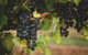 Hideaway Private Tours Hunter Valley- Indulgence Wine Tour (Full Day) - thumb 3