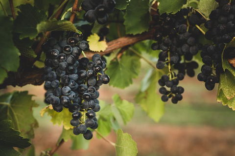 Hideaway Private Tours Hunter Valley- Indulgence Wine Tour (Full Day) - Accommodation Perth 3