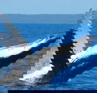 Mooloolaba Whale Watching Tour - Accommodation Perth