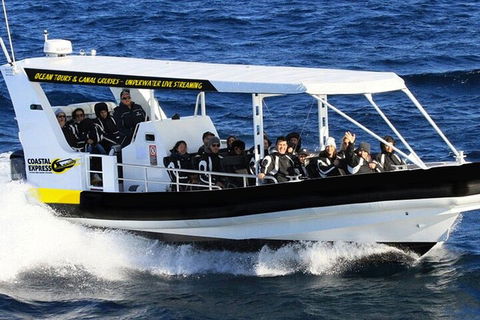 Mooloolaba Whale Watching Tour - Accommodation Perth 1