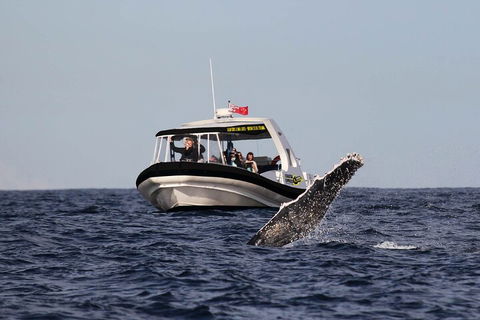 Mooloolaba Whale Watching Tour - Accommodation Perth 3