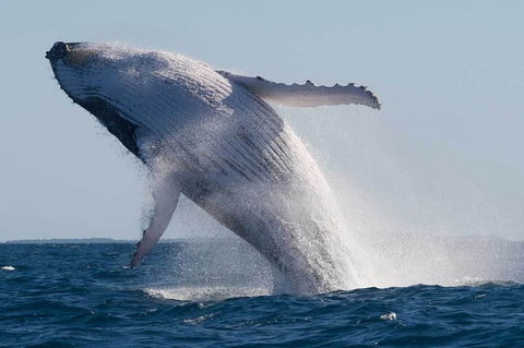 Mooloolaba Whale Watching Tour - Accommodation Perth 4