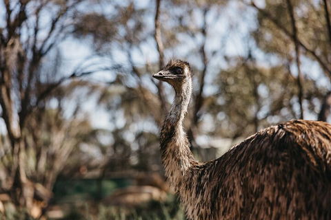 Wave Rock, York, Wildflowers, And Aboriginal Cultural Day Tour From Perth - Accommodation Perth 4