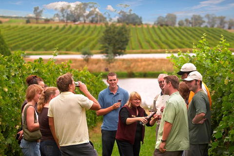 Yarra Valley Balloon Flight And Winery Tour - Accommodation Perth 4