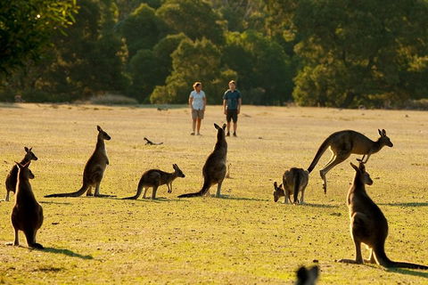 Two Day Melbourne To Adelaide Tour - Great Ocean Road & Grampians - Perth Resorts 5