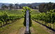 The Ultimate Yarra Valley Food And Wine Small Group Tour (Max 6 Guests) - thumb 2