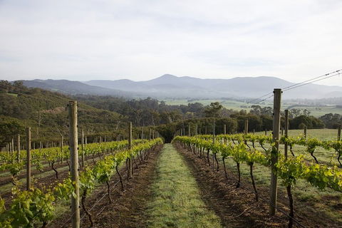 Yarra Valley 2-6 Guests Premium Food And Wine Inc Lunch At Dominique Portet - Accommodation Perth 1