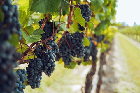 Yarra Valley 2-6 Guests With Lunch And Gin Tasting At Four Pillars - Accommodation Perth 1
