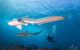3-Hour Byron Bay Certified Scuba Diving Tour - thumb 3