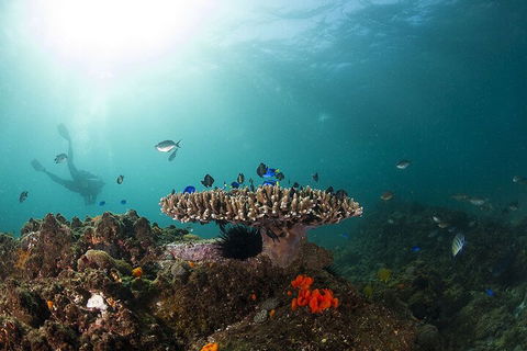 3-Hour Byron Bay Certified Scuba Diving Tour - Accommodation Perth 4