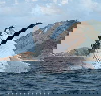 Byron Bay Whale Watching Cruise - Accommodation Perth
