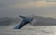 Byron Bay Whale Watching Cruise - thumb 1