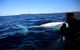 Byron Bay Whale Watching Cruise - thumb 2