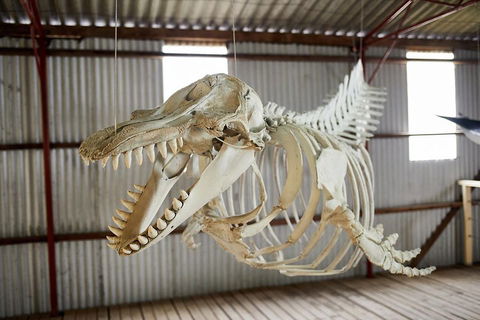Albany's Whale Story - Accommodation Perth 3
