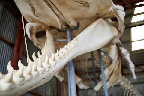 Albany's Whale Story - Accommodation Perth 5