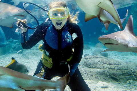 Shark Dive Experience At SEA LIFE Melbourne Aquarium - Accommodation Perth 0