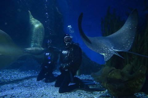 Shark Dive Experience At SEA LIFE Melbourne Aquarium - Accommodation Perth 1