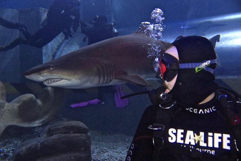 Shark Dive Experience At SEA LIFE Melbourne Aquarium - Accommodation Perth 2