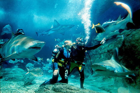Shark Dive Experience At SEA LIFE Melbourne Aquarium - Accommodation Perth 3