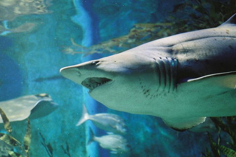Shark Dive Experience At SEA LIFE Melbourne Aquarium - Accommodation Perth 4