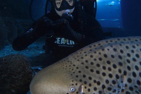 Shark Dive Experience At SEA LIFE Melbourne Aquarium - Accommodation Perth 5