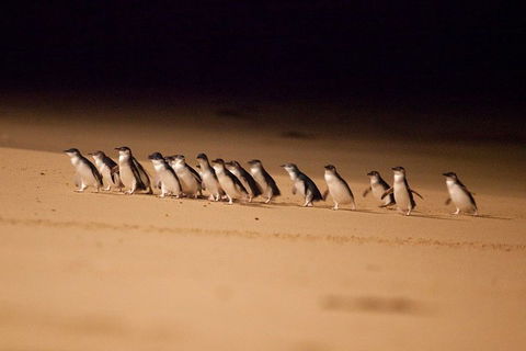 Melbourne Combo: Great Ocean Road + Phillip Island Express + Attraction Pass - Accommodation Perth 0