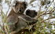 Melbourne Combo: Great Ocean Road + Phillip Island Express + Attraction Pass - thumb 2