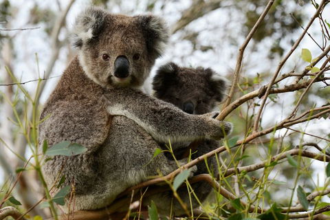 Melbourne Combo: Great Ocean Road + Phillip Island Express + Attraction Pass - Accommodation Perth 2