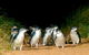 Melbourne Combo: Great Ocean Road + Phillip Island Express + Attraction Pass - thumb 3