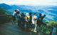 Springbrook National Park & Gold Coast Full Day Luxury Tour From Brisbane - thumb 0