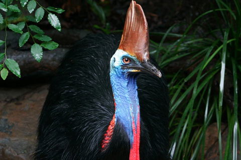 Wildlife Habitat Port Douglas - Accommodation Perth 3